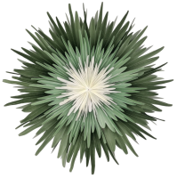 Stella Dalia Pergamentpapier Stern grün mint...